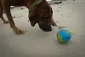 Planet Dog Orbee Tuff Planet Ball Blu/Grn am Strand