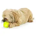 Planet Dog Orbee-Tuff Tennis Ball Yellow mit Hund