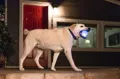 Planet Dog Strobe Ball LED mit Hund