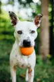 Planet Dog Orbee-Tuff Squeak Ball orange mit Hund