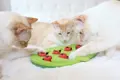 Petstages / Nina Ottosson BUGGIN´OUT PUZZLE & PLAY mit Katze