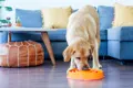 Outward Hound Fun Feeder Swirl Orange LG mit Hund