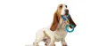 Petstages Orka Dental Links Blu mit Hund