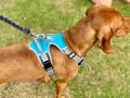 Henry Wag Dog Travel Harness detail