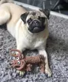 Henry Wag Travel Buddies PABLO THE SMALL DOG mit Hund