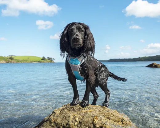 Henry Wag Dog Travel Harness