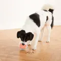 Nina Ottosson Topsy Treat Ball mit Hund
