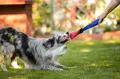 Toby's Choice Firehose Tug mit hund