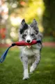 Toby's Choice Firehose Tug mit Hund