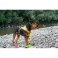 Grossenbacher Dogs Fun Run Night mit Hund