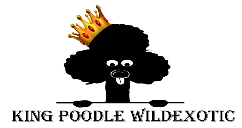 KING POODLE Wild Exotic_Zeichenfläche 1-2.jpg