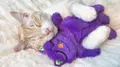 Petstages Purr Pillow Prp mit Katze