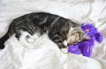 Petstages Purr Pillow Prp Livestyle